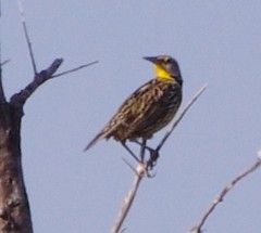 Sturnella magna