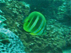 Chaetodon rainfordi
