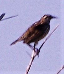 Sturnella magna