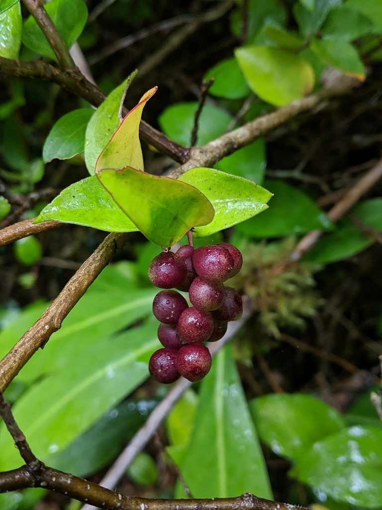 Griselinia