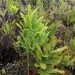 Sticherus cryptocarpus - Photo (c) Pat Deacon, alguns direitos reservados (CC BY-NC), uploaded by Pat Deacon