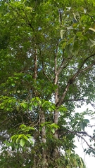 Alchornea