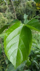 Alchornea