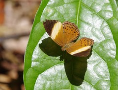 Cirrochroa orissa