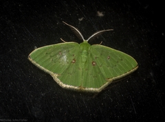 Comostola leucomerata