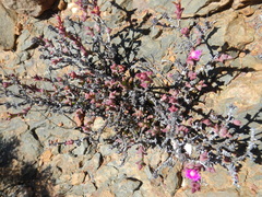 Smicrostigma viride