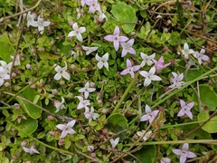 Oldenlandia salzmannii