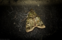 Stericta chlorophoena