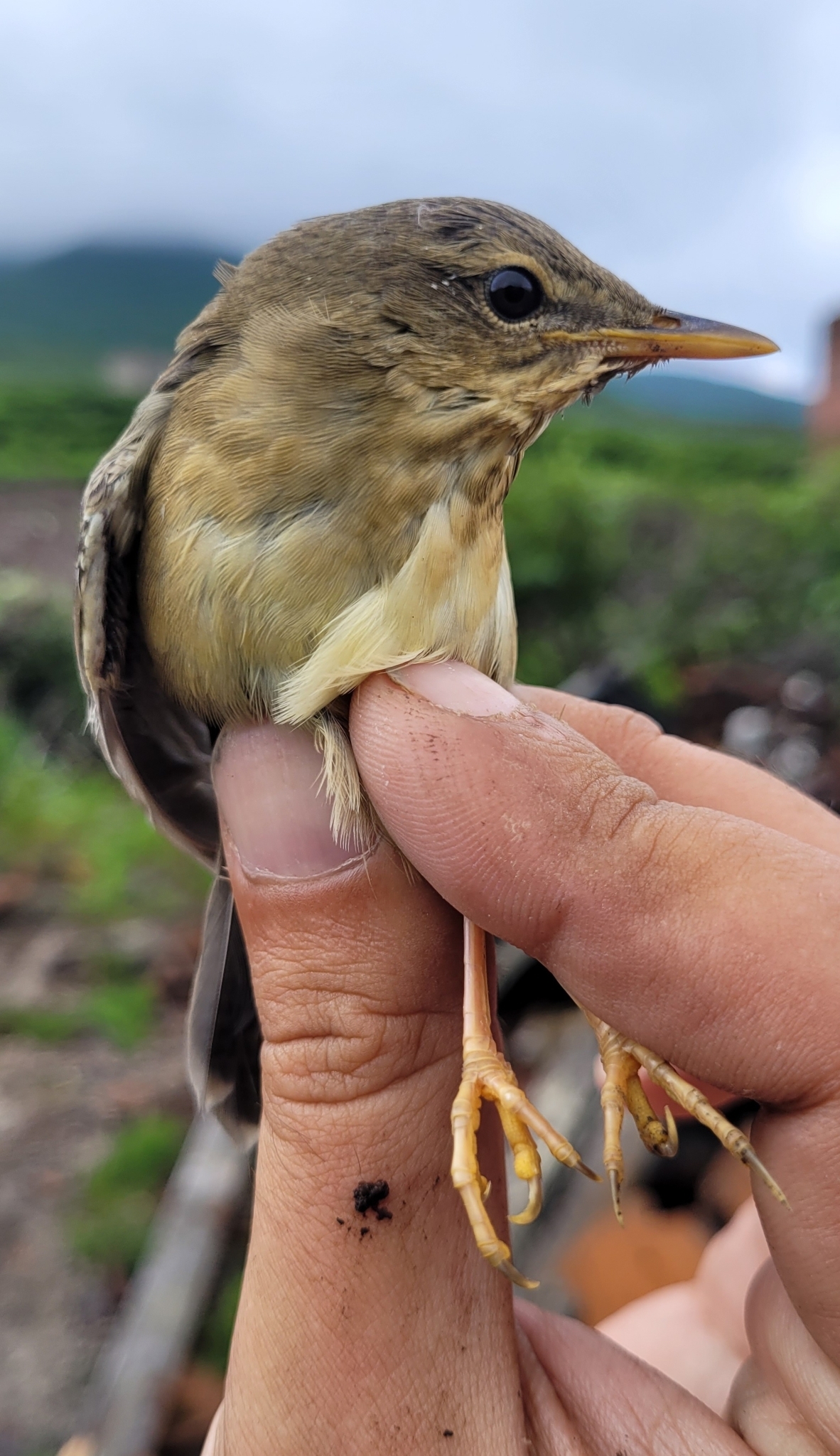 Middendorff's Grasshopper Warbler