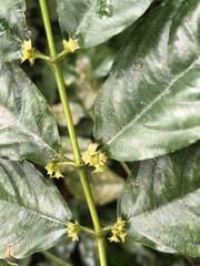 Lasianthus micranthus