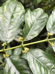 Lasianthus micranthus