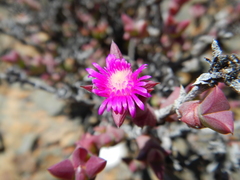 Smicrostigma viride