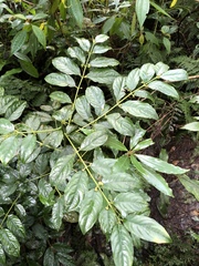 Lasianthus micranthus