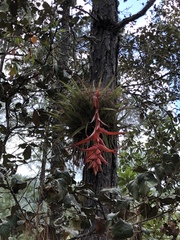 Tillandsia violacea