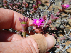Smicrostigma viride