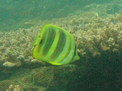 Chaetodon rainfordi