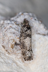 Pseudexentera knudsoni