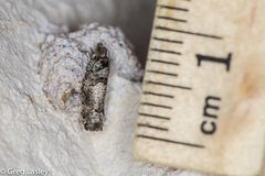 Pseudexentera knudsoni