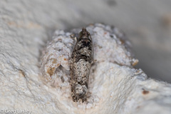 Pseudexentera knudsoni