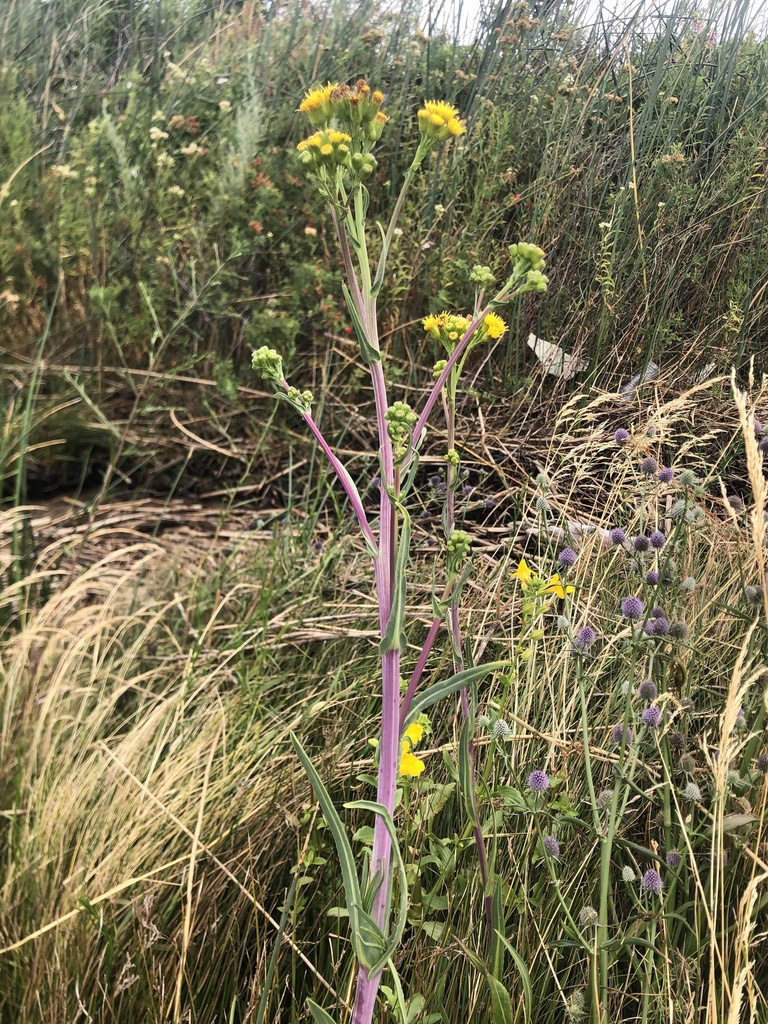 Water Ragwort water ragwort in August 2023 by Brittany Burnett · iNaturalist