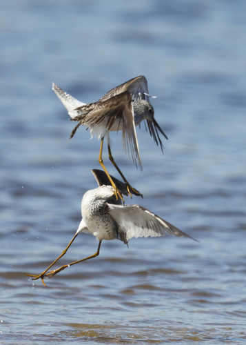 Marsh Sandpiper