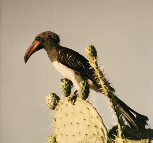 Lophoceros hemprichii