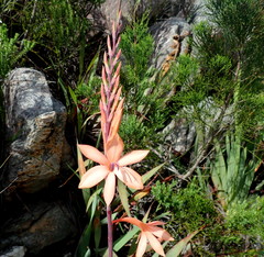 Watsonia fourcadei