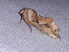Oraesia emarginata