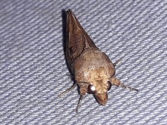 Oraesia emarginata
