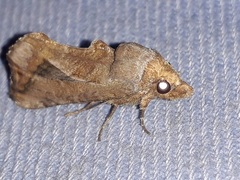 Oraesia emarginata