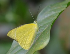 Saletara liberia distanti