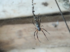 Trichonephila sexpunctata