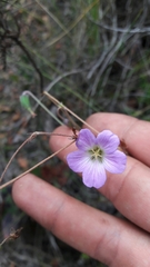 Geranium multiceps