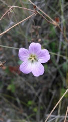 Geranium multiceps