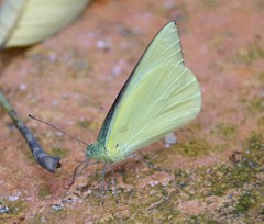 Saletara liberia distanti