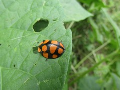 Botanochara decempustulata