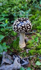 Amanita regalis (Amanita regalis)