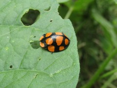 Botanochara decempustulata