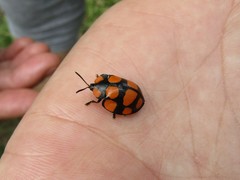 Botanochara decempustulata