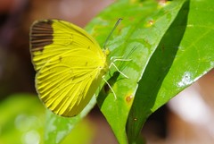 Eurema sari