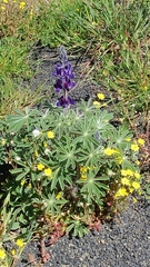 Lupinus pilosus
