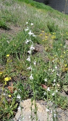 Linaria chalepensis