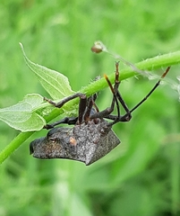 Anoplocnemis