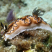 Black-margined Nudibranch - Photo (c) Robin Gwen Agarwal, some rights reserved (CC BY-NC), uploaded by Robin Gwen Agarwal