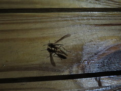 Apoica
