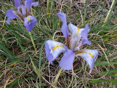 Iris unguicularis