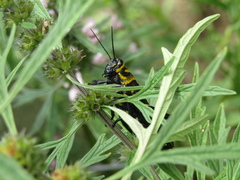 Orthoptera