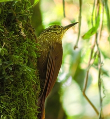 Planalto Woodcreeper photo 5