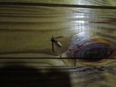 Apoica