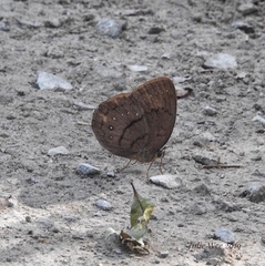 Faunis canens arcesilas